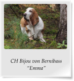 CH Bijou von Bernibass “Emma”