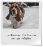 CH Carusus Little Princess von den Waldelfen